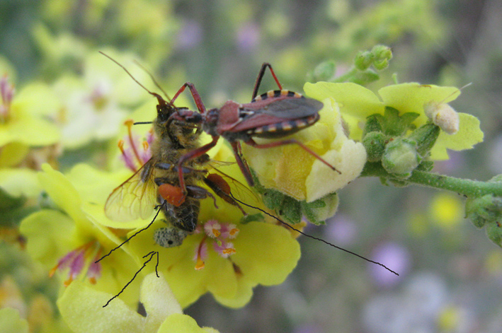 reduviidae con preda - Rhynocoris erhytropus